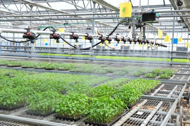 莎車縣小蜂農(nóng)業(yè)工廠工人在檢查農(nóng)產(chǎn)品加工成品質(zhì)量.