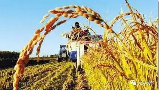 無為的農村生機勃勃 你想來看看嗎