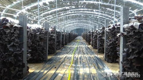 鄉(xiāng)村振興看新鄉(xiāng) 系列報道之九 平原示范區(qū)韓董莊鎮(zhèn)楊廠村 小木耳鋪就幸福路