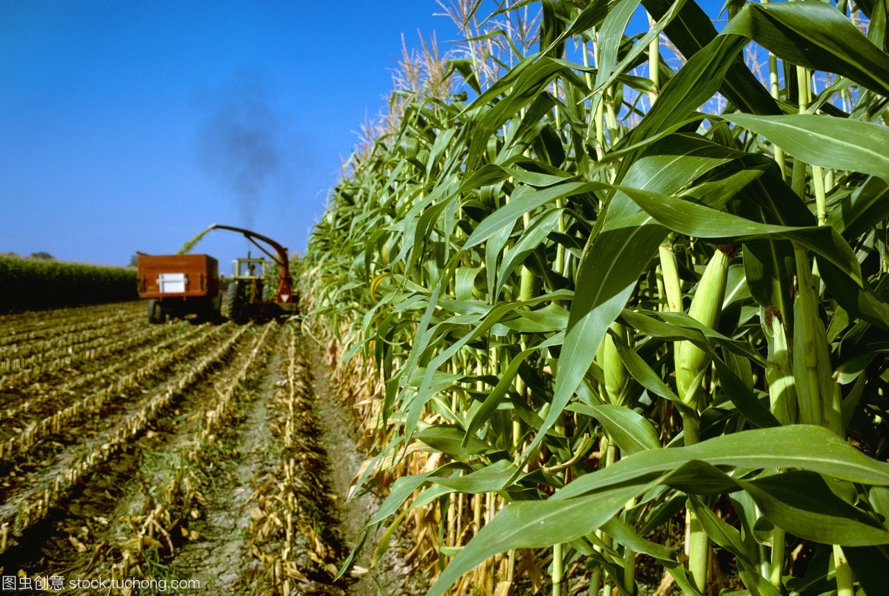 農(nóng)業(yè)&mdash;&mdash;玉米青貯玉米收獲切碎和裝載到卡車(chē)/科羅拉多美國(guó)。