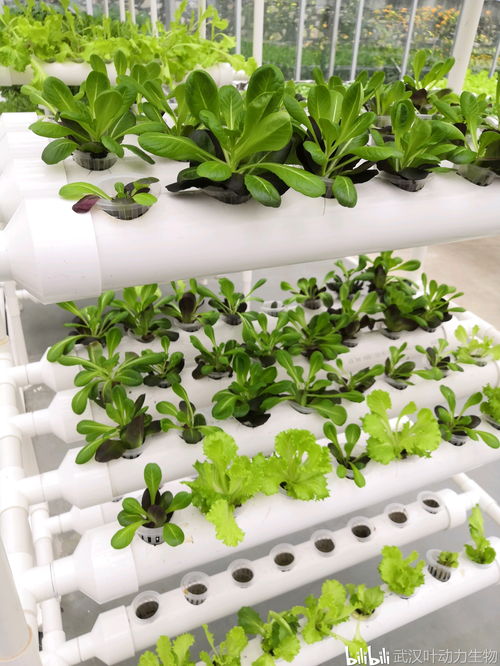 無(wú)土栽培真的對(duì)植物生長(zhǎng)和身體健康有害嗎 水培篇