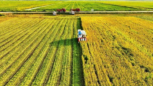 生態甲魚開售 上海這片剛開發的 處女地 ,向市民遞出第一張 綠色名片