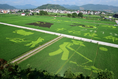 稻田畫 新風景