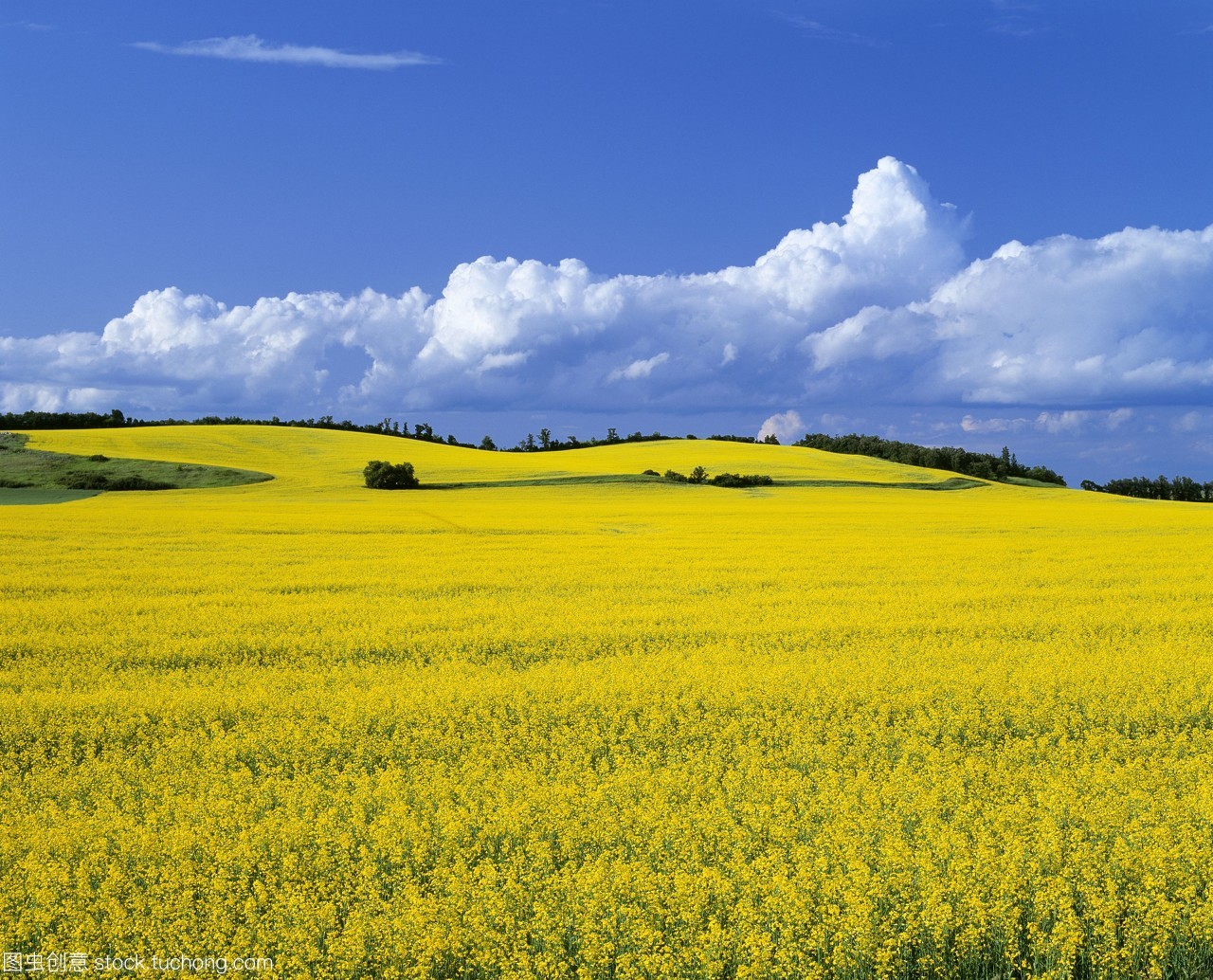 農業&mdash;&mdash;在加拿大馬尼托巴省的曼尼托巴manitoba附近的菜地。