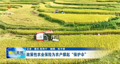 中航安盟保險 稻穗飄香,農(nóng)業(yè)保險助力農(nóng)戶顆粒歸倉