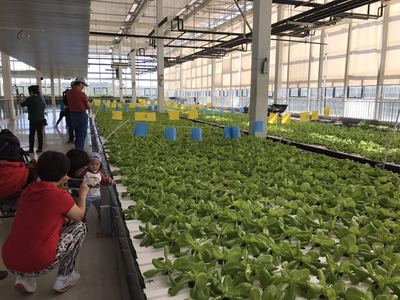 房山&ldquo;秋收節(jié)&rdquo;邀市民體驗農(nóng)業(yè)高科技