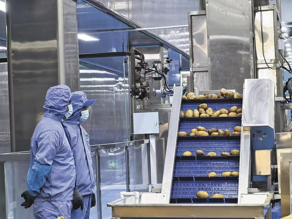 樂都:東西部協(xié)作薯條工廠投產(chǎn)