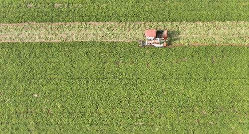 全國(guó)秋糧進(jìn)入收獲高峰期 已收獲54.8