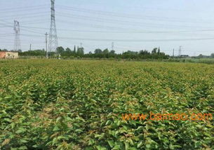 嫁接車?yán)遄訕?shù)苗,2016四川成都車?yán)遄用缁?嫁接車?yán)遄訕?shù)苗,2016四川成都車?yán)遄用缁厣a(chǎn)廠家,嫁接車?yán)遄訕?shù)苗,2016四川成都車?yán)遄用缁貎r(jià)格