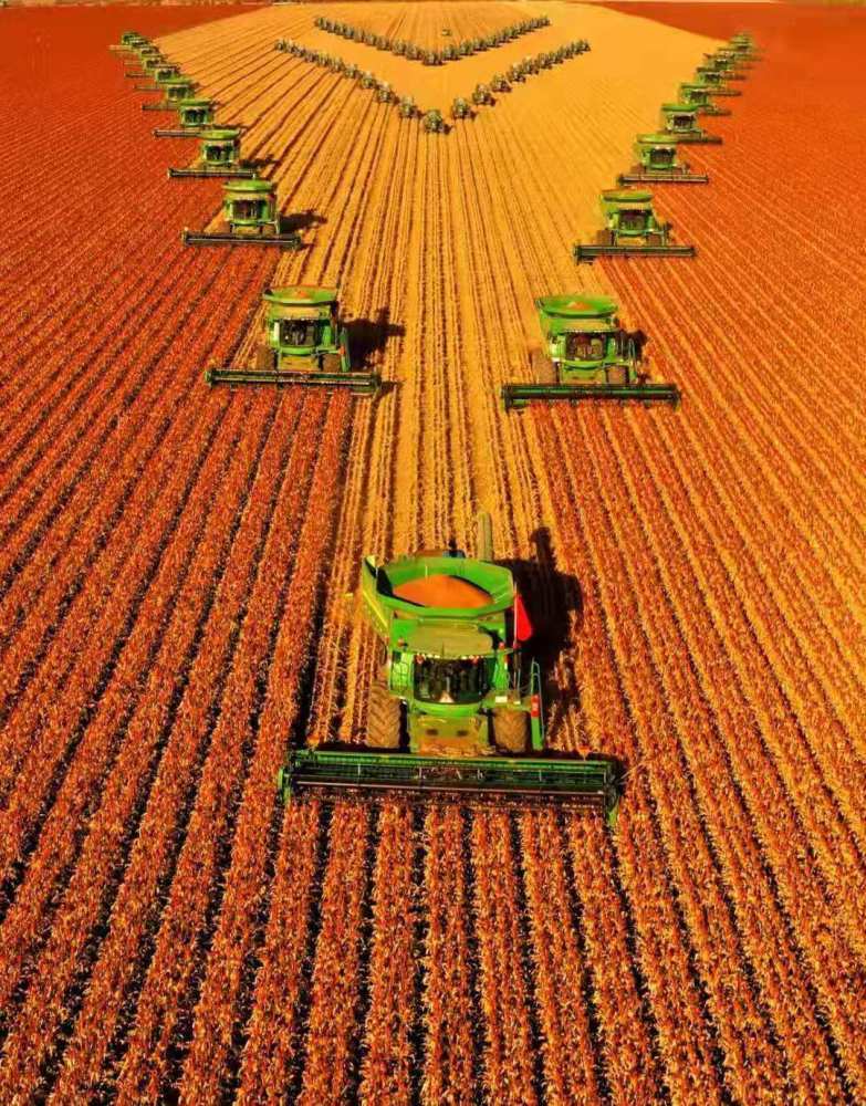 嫩江農(nóng)場(chǎng)高粱豐收:震撼--北大荒農(nóng)業(yè)展現(xiàn)壯美秋收畫(huà)卷