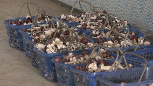 食用菌遠銷拓富路,東豐縣棚膜經(jīng)濟發(fā)展一瞥