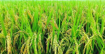 五彩果蔬之鄉 休閑生態濟陽