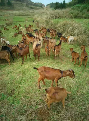 羊肉公司|羊肉公司廠家|軍袍農(nóng)業(yè)供圖片|羊肉公司|羊肉公司廠家|軍袍農(nóng)業(yè)供產(chǎn)品圖片由浙江軍袍農(nóng)業(yè)開(kāi)發(fā)公司生產(chǎn)提供-