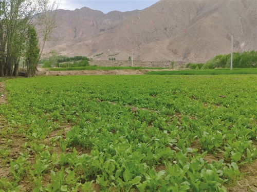 西藏到2025年將創(chuàng)建8個(gè)全國有機(jī)農(nóng)產(chǎn)品基地