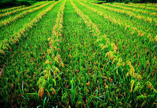 云南農(nóng)業(yè)信息網(wǎng) 推動農(nóng)業(yè)現(xiàn)代化的重要平臺