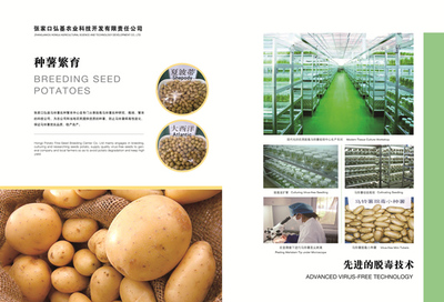 塞北馬鈴薯 農(nóng)業(yè)中的黃金產(chǎn)業(yè)