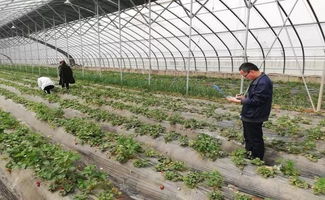 農產品抽檢筑牢安全防線 親子運動會共繪社區春色——合陽金水社區近期活動側記